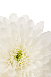gyönyörű, szépség, Bloom, Blossom, közeli kép:, szín, Dahlia