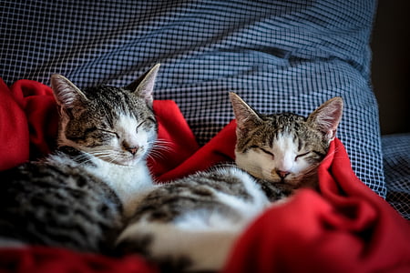 animaux, chats, félin, animaux de compagnie, dormir, tabby, chat domestique
