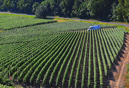 kebun anggur, Chateau, Prancis, pertanian, Winery, pemandangan, anggur