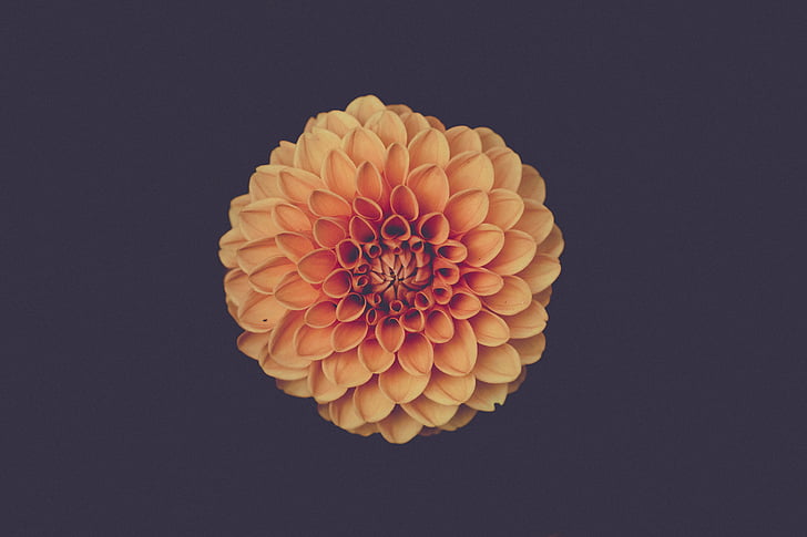 flower, photography, marigold, origami, black background, studio shot, no people