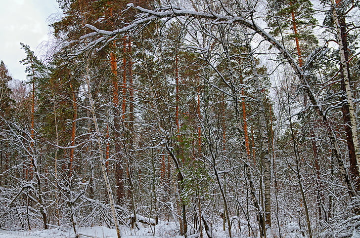 talvel, lumi, metsa, loodus, maastik, puud, külm
