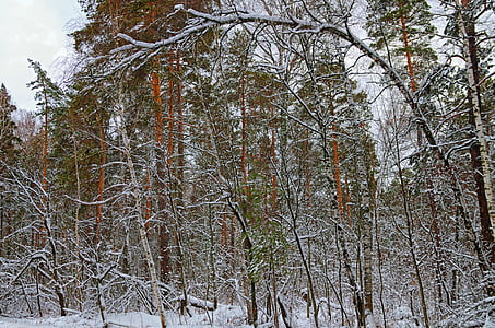 l'hivern, neu, bosc, natura, paisatge, arbres, fred