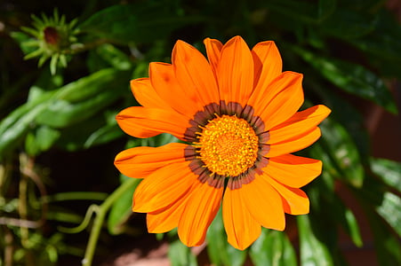 цветок, цветок апельсина., оранжевый, Лето