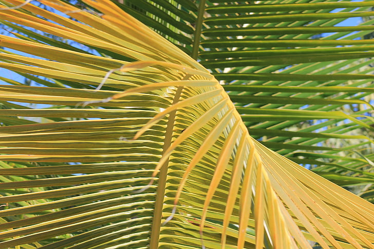 Palm, stillingsopslag, troperne, grøn, natur, blad, palmetræ