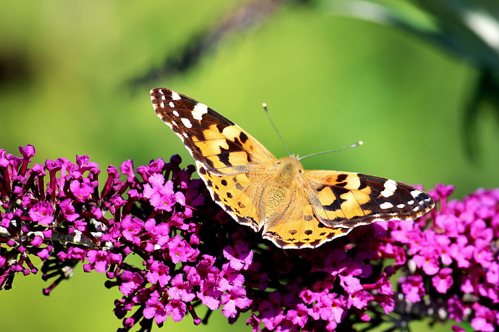 motýl, Komule Davidova, Příroda, fialová, diurnální variace, hmyz, letní šeřík