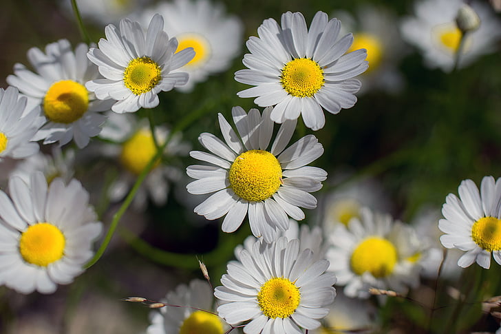 Daisy, blomma, naturen