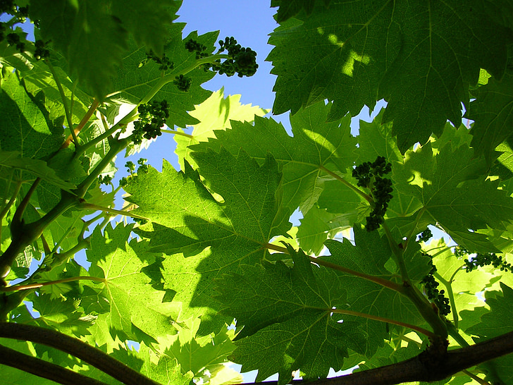vinič, hrozna, Zelená, Leaf, Príroda, strom, letné