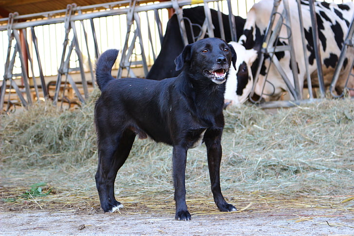 perro negro, granja, campo, Francia, perro, animal, animales de compañía