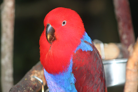 papiga, ptica, narave, Eclectus parrot