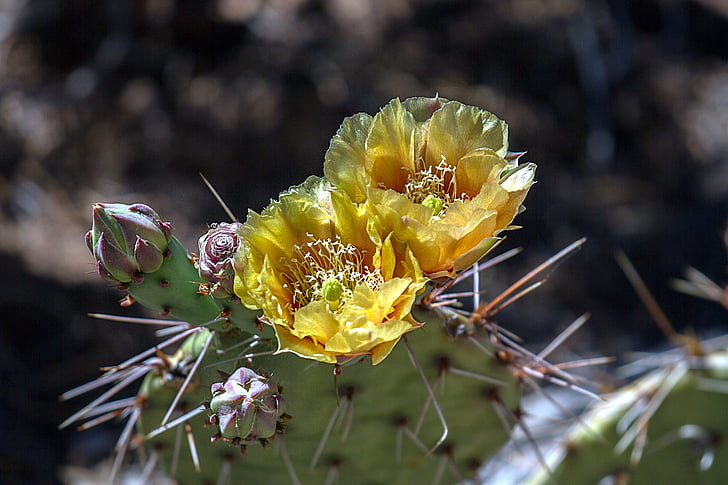Grand canyon, Arizona, Colorado-joki, Grand Canyonin kansallispuisto, Mielenkiintoiset kohteet:, Cactus, kaktus kukka