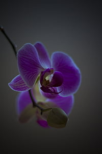 orchidej, květ, Flora, květinářství, závod, krásný, Příroda