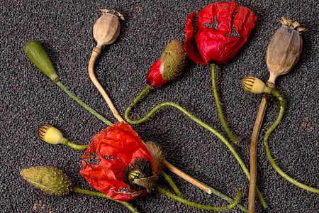 amapola, flores, cápsulas de amapola, Amapola Roja, flor, floración, flor de amapola