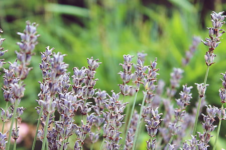 lavender, plant, nature, garden, summer, green, close