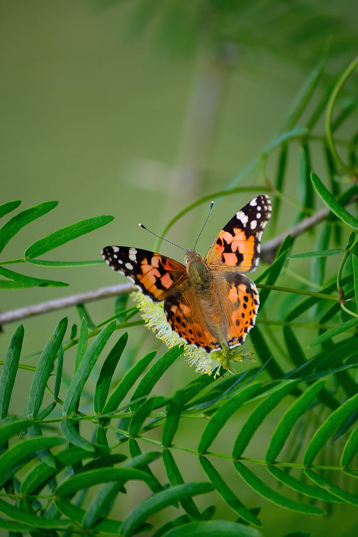 Painted lady, mariposa descansando en planta, verde