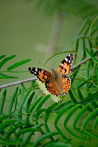 Senhora pintada, borboleta descansando em planta, verde