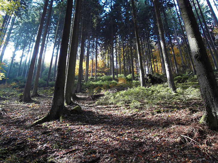 bosque, Estado de ánimo, otoño, naturaleza, rayo de luz, luz, árbol