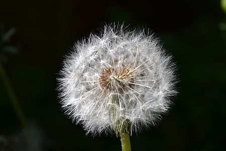 dandelion, seed, head, green, close-up, detail, blow
