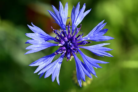 cornflower, blue, flower, blossom, bloom, summer, wild flower