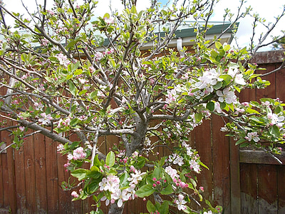Apple Hoa, nhà máy, gỗ, Thiên nhiên, mùa xuân, cây hoa, cà tím