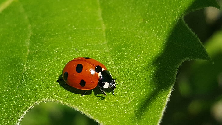 Beruška, 7-spot lady beetle, Beruška, Lady beetle, Harlequin, brouk, Chyba