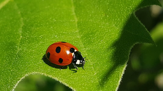 ladybug, 7-spot lady beetle, ladybird, lady beetle, harlequin, beetle, bug