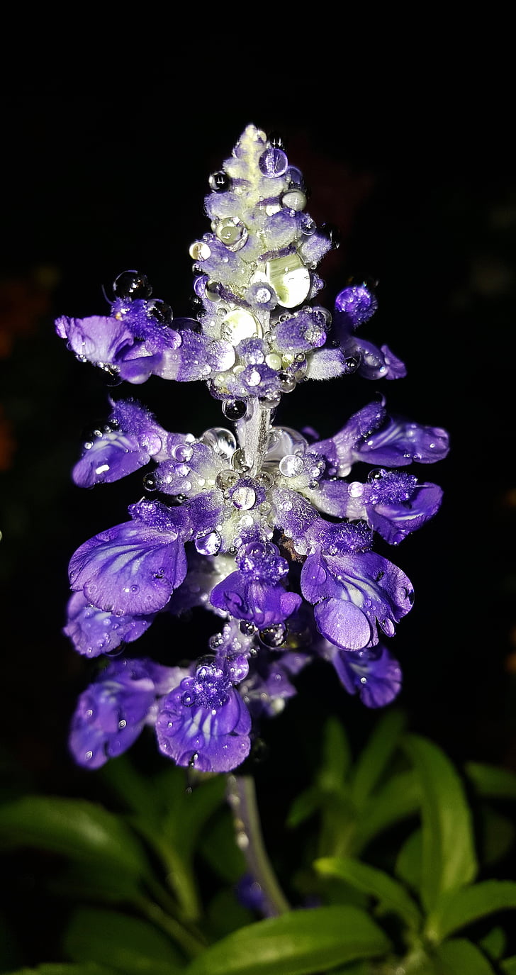 sages, Salvia, fleurs, fleurs violettes, Purple, sauge de clairvoyant, jardin