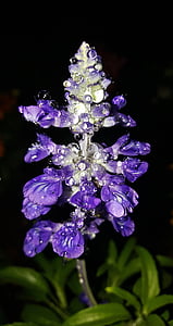 išminčiai, Salvia, gėlės, violetinės gėlės, violetinė, pranašas 's šalavijas, sodas