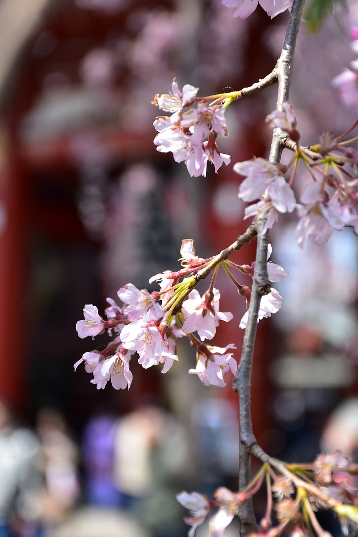 vyšnia gėlė, Japonija, tokiyo, pavasarį