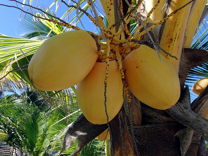 keltainen kookospähkinöitä, Palma, kookospähkinöitä, pähkinät, kasvi, Indonesia, Harvest