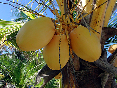 yellow coconuts, palma, coconuts, nuts, plant, indonesia, harvest