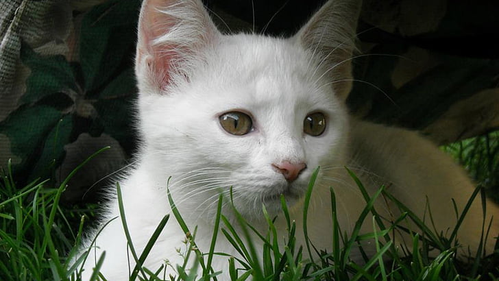 hvit kattunge, feline, katten, kjæledyr, søt