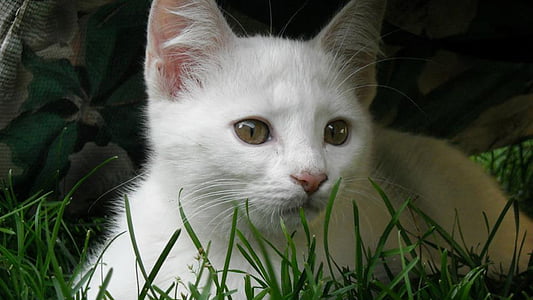 бяло коте, котешки, котка, домашни любимци, Сладък