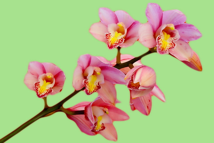 orchidej, květ, růžová, Příroda, Bloom, zelená, růžová barva
