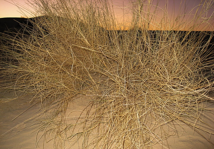 desert de, sorra, Dune, arbust, posta de sol, fons