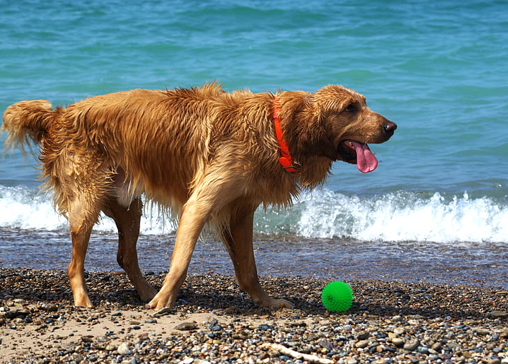 psi, plaža, mokro, igrati, ljeto, ljubimac, pas