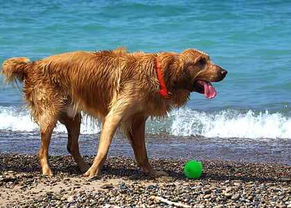 hunder, stranden, våte, spill, Sommer, kjæledyr, hjørnetann