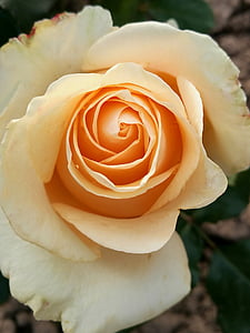 ruža, makronaredbe, Tea rose, cvijeće, Nježno ružičasta, prekrasan cvijet, latice