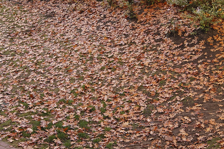 foglie, autunno, ottobre, periodo dell'anno