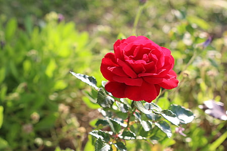 Rosa, vermell, flor, flors, bonica, macro, jardí
