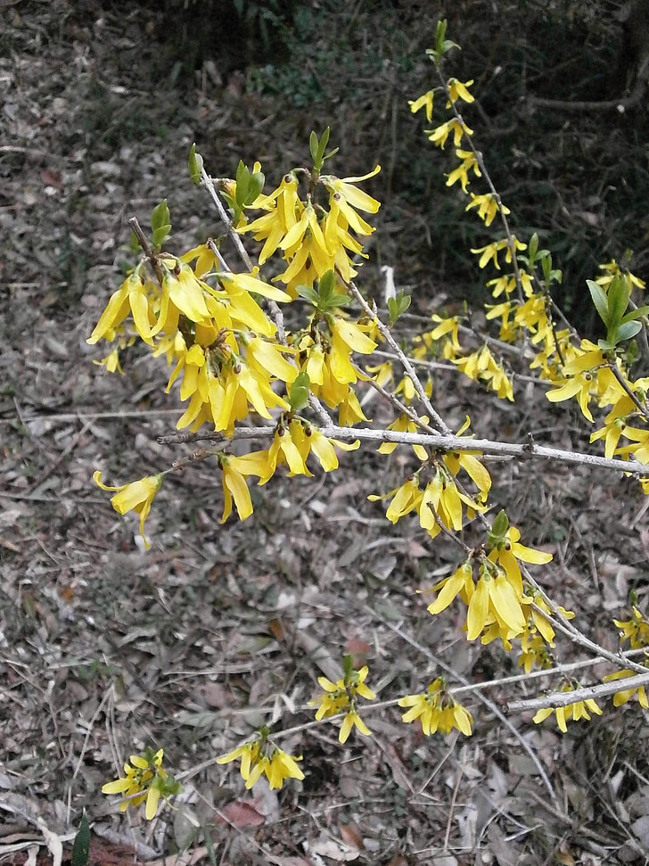 Forsythia, forårsblomster, forår, gul, udbredt, blad, natur