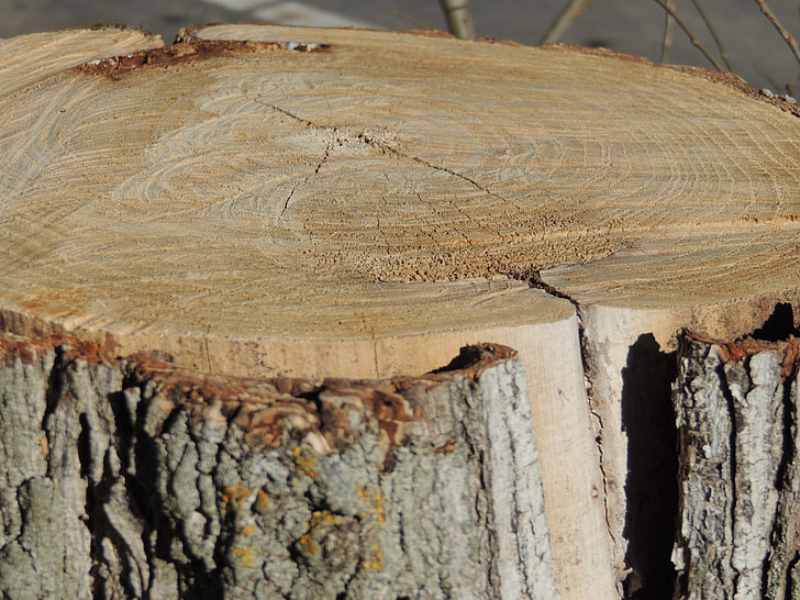 árbol, corteza, naturaleza, textura, tronco, edad, madera - material