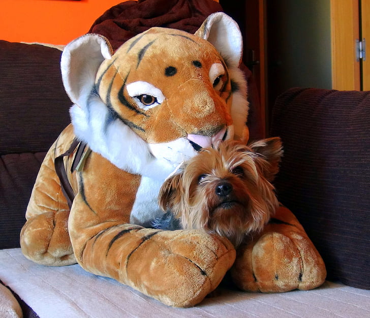 Teddy, tigru, animal de casă, câine, prieten, adorabil, priveşte
