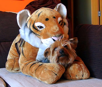 Теди, Тигър, домашен любимец, куче, приятел, очарователни, Вижте