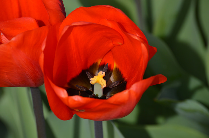 červená, tulipány, severozápad, Washington, květ, fialová, Skagit
