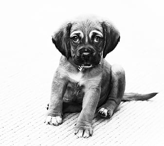puppy, dog, animal, portrait, small dog, small animal, cute