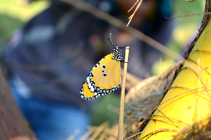 синій тигра метелик, Метелик, Комаха, синій тигр, tirumala limniace, Природа, синій