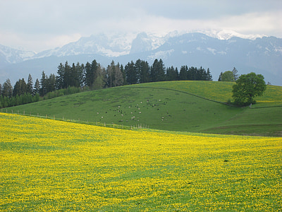 Allgäu, Primavera, lowenzahnwiese, montanhas, flor alpina, amarelo, natureza