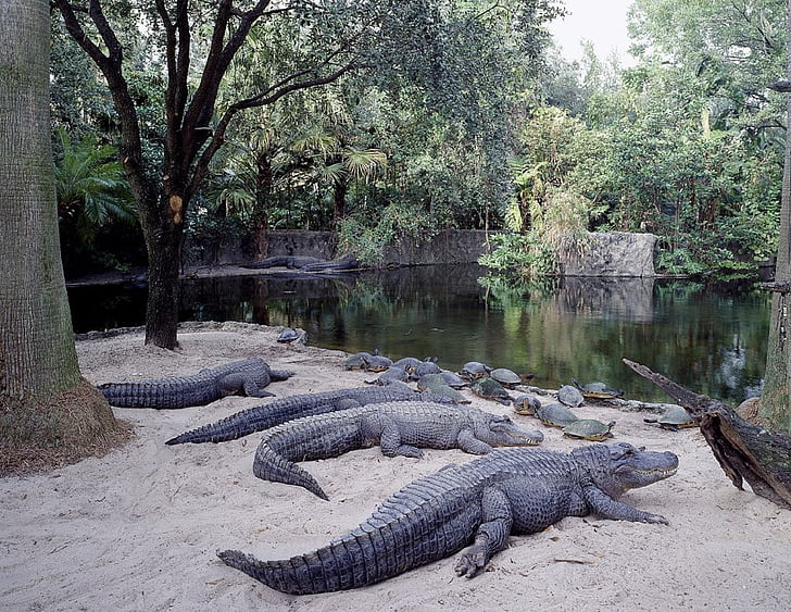 alligatorer, solte, hvile, dyreliv, natur, attraksjon, turister