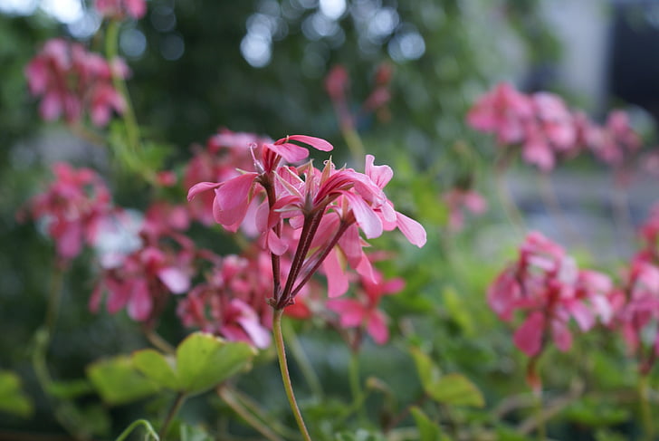 flores, Verão, -de-rosa, closeup, natureza