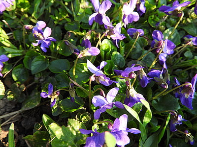 violet, fleurs, fleur, plante, printemps, violet de Wald